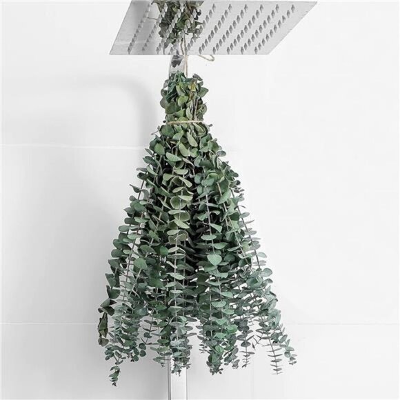 10 Pcs Dried Eucalyptus Stems 17" Real Eucalyptus for Shower Hanging - Picture 1 of 7